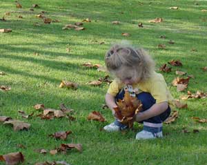 collecting leaves