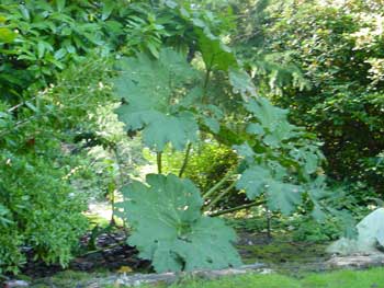 big leaves