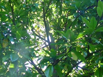 sunlight through the leaves