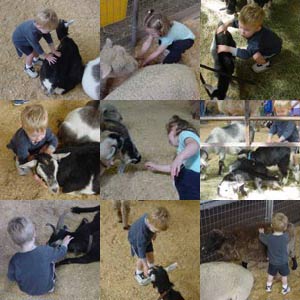 petting zoo