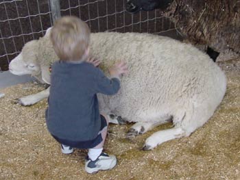 toby with the sheep