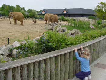 aly watching the elephants