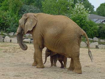 mommy and baby elephant