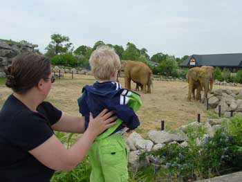 toby watching the elephants