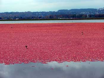 cranberries