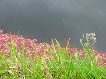 cranberries