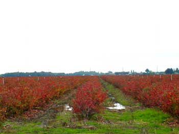 blueberry bushes