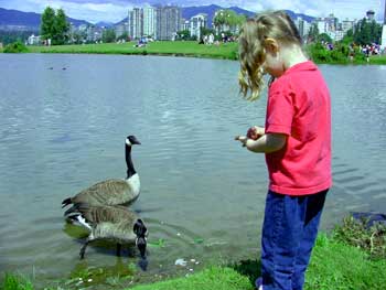 aly and the geese