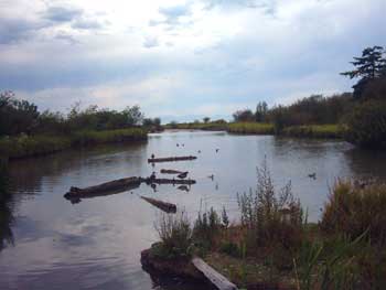 reifel bird sanctuary