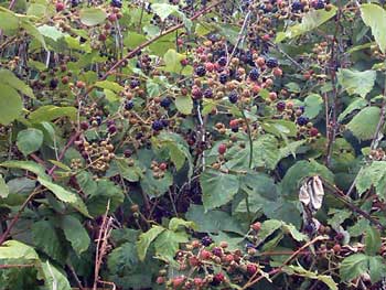 blackberries