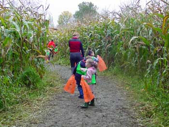 corn maze