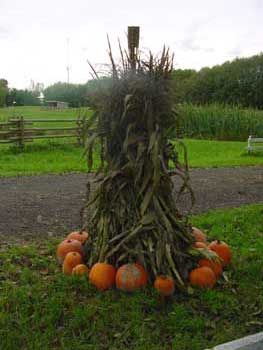 pumpkins