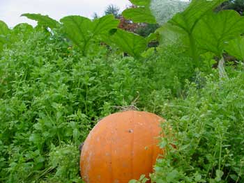 pumpkins