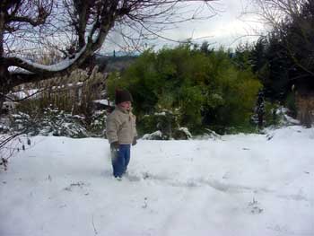 toby in the snow