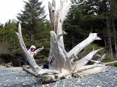 climbing the driftwood