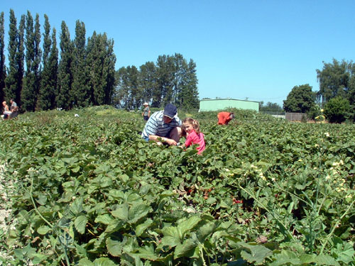 strawberry picking