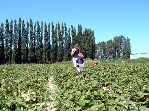 strawberry picking