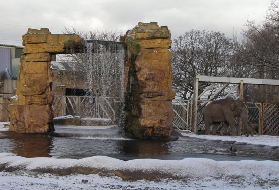 a snowy elephant at chester zoo