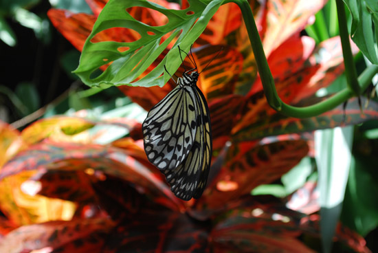 butterfly world