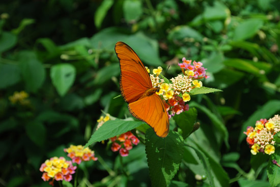 butterfly world