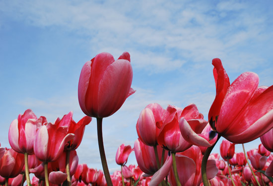 tulips!