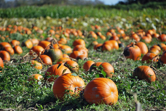 lots of pumpkins