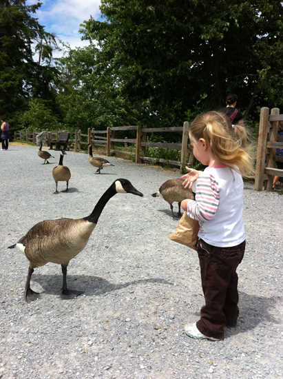 zoe feeding the geese