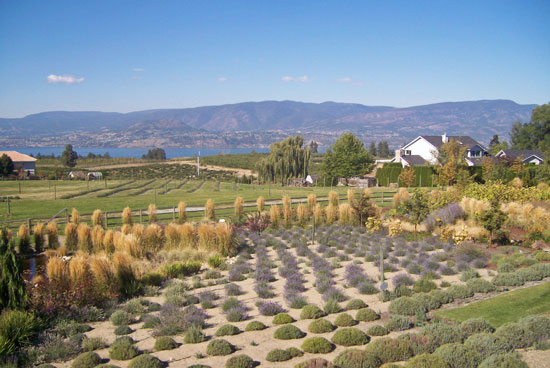 lavender farm