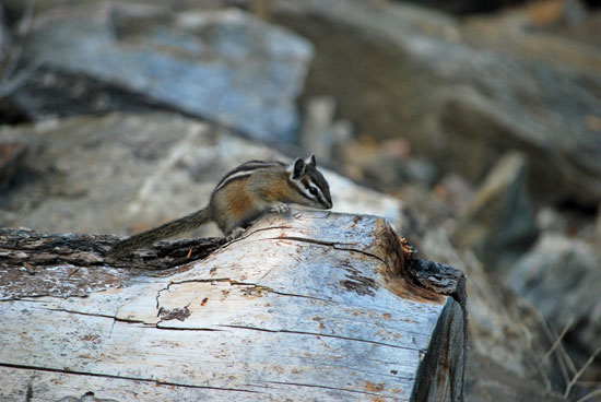 myra canyon