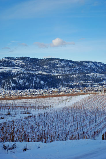 snowy vineyards