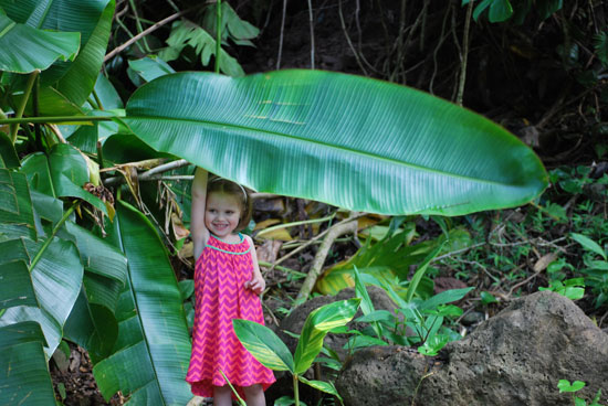 big leaf!